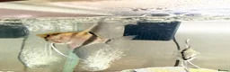 Angelfish fish for sale: Tropical Angelfish £30 - Advert 2