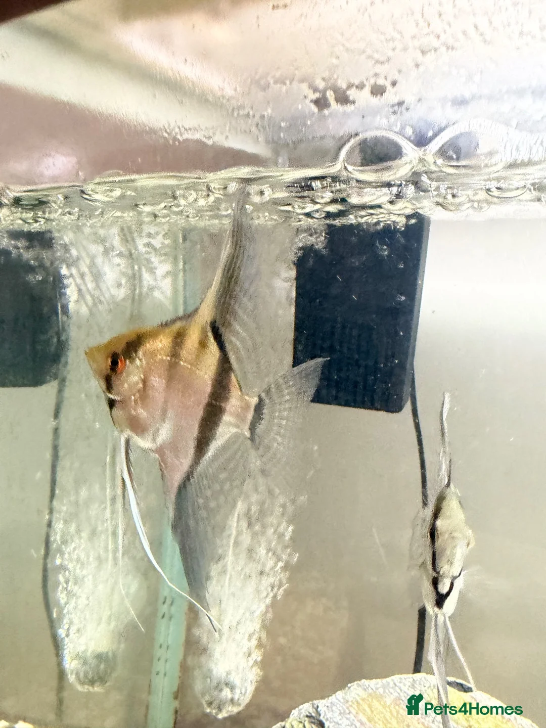 Angelfish fish for sale: Tropical Angelfish £30 - Advert 2