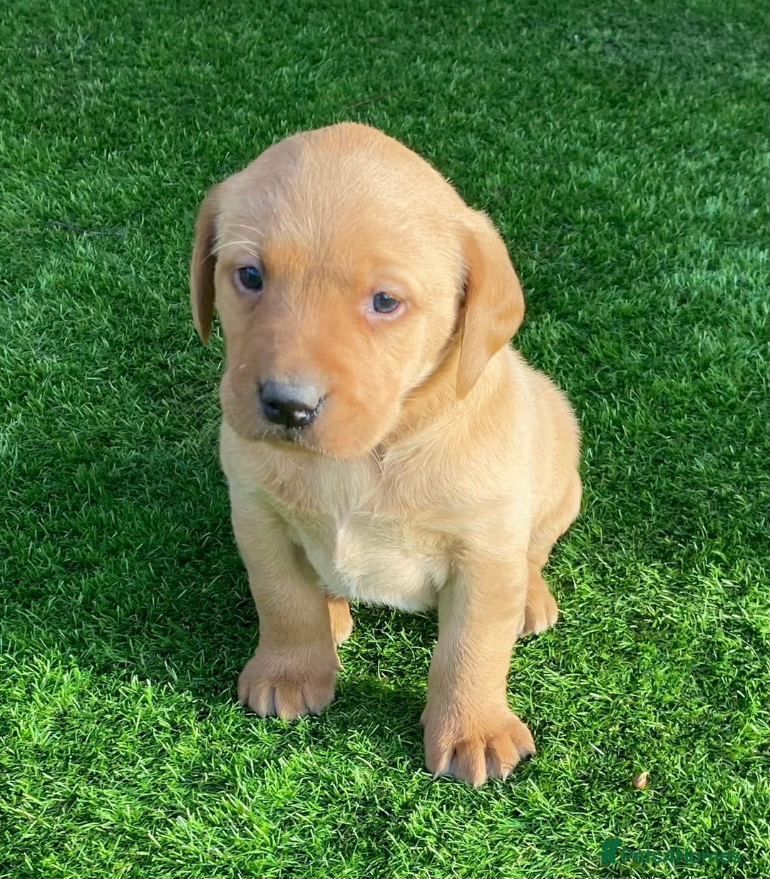 Labrador Retriever dogs for sale: BEAUTIFUL LABRADOR PUPPYS READY NOW - Image 3