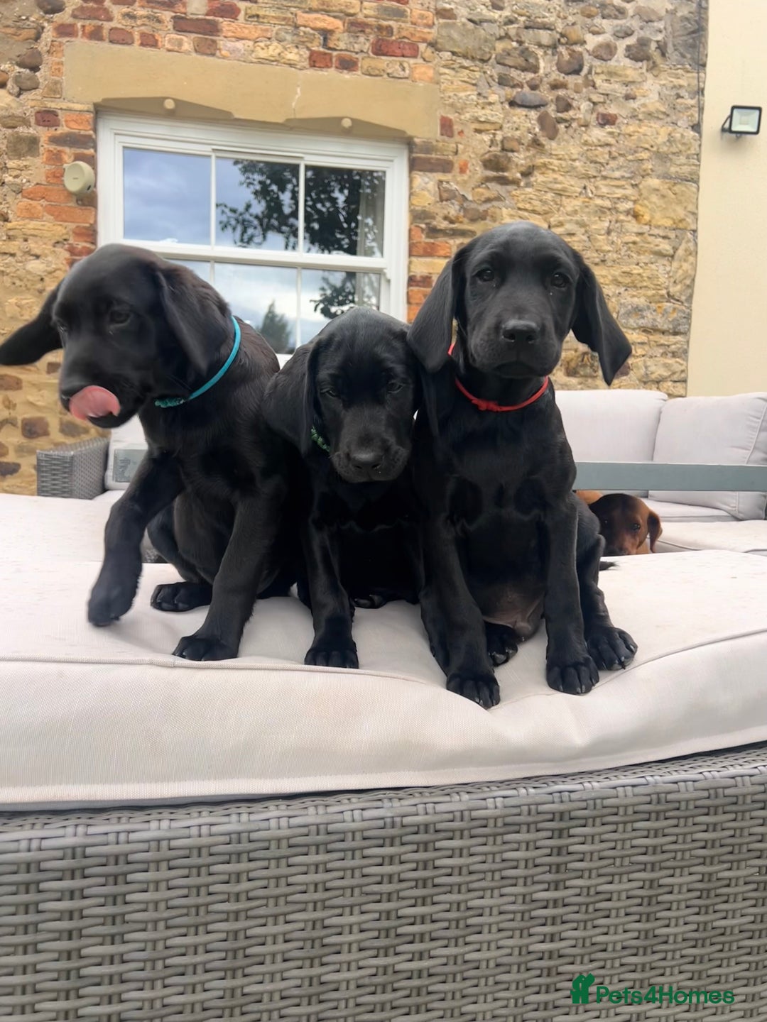 Labrador Retriever dogs for sale: KC Registered Black Labrador Pups 🐾 - Image 37