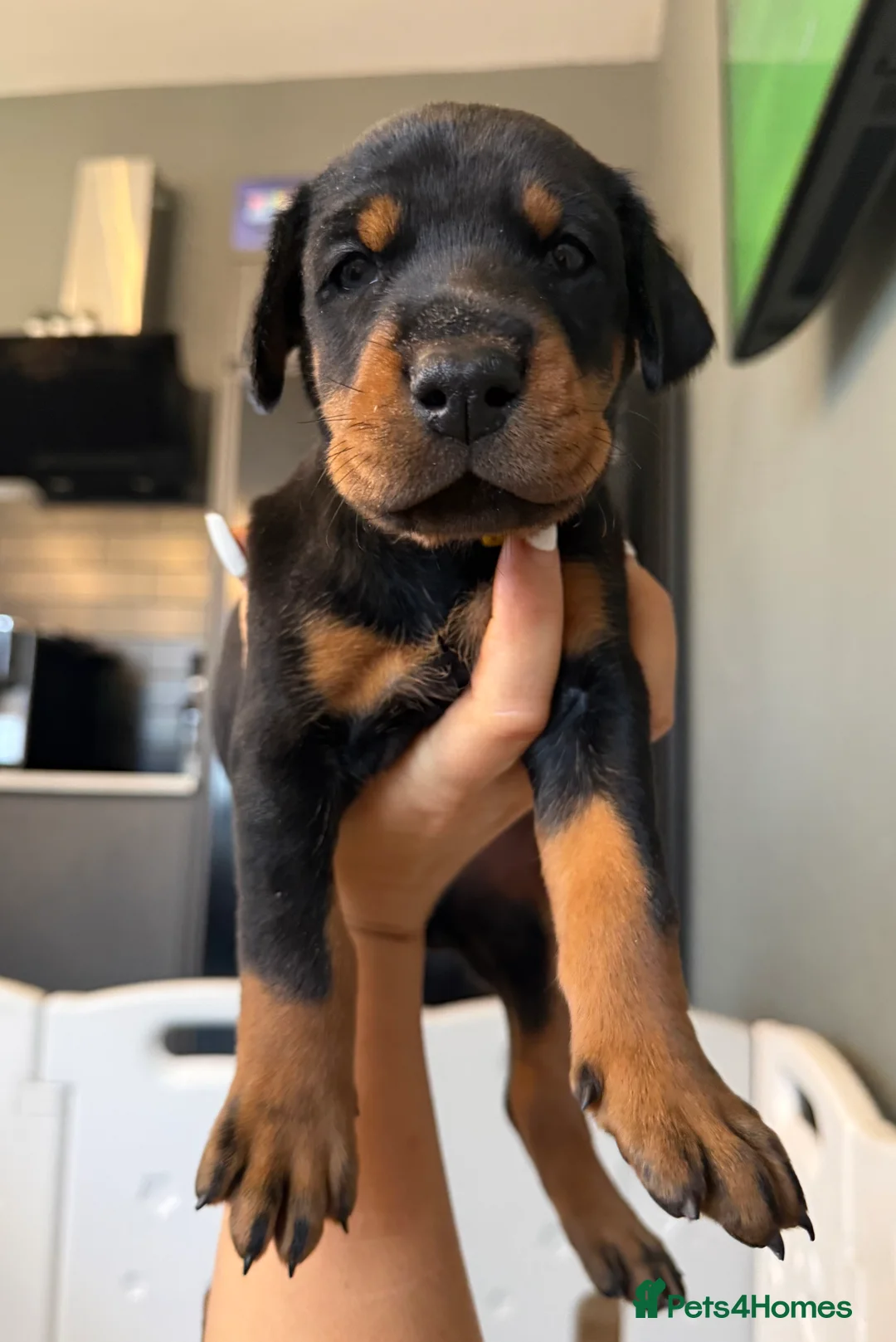 Dobermann dogs for sale: OUTSTANDING FULL EUROPEAN DOBERMAN - Advert 11