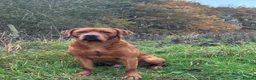 Labrador Retriever dogs for stud: Perfect 0/0 Hips & Elbows Dark Fox Red Labrador ⭐️ - Advert 17