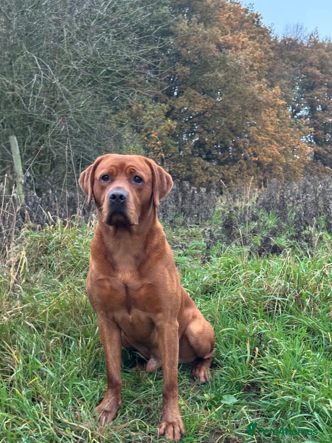 Labrador Retriever dogs for stud: Perfect 0/0 Hips & Elbows Dark Fox Red Labrador ⭐️ - Advert 17