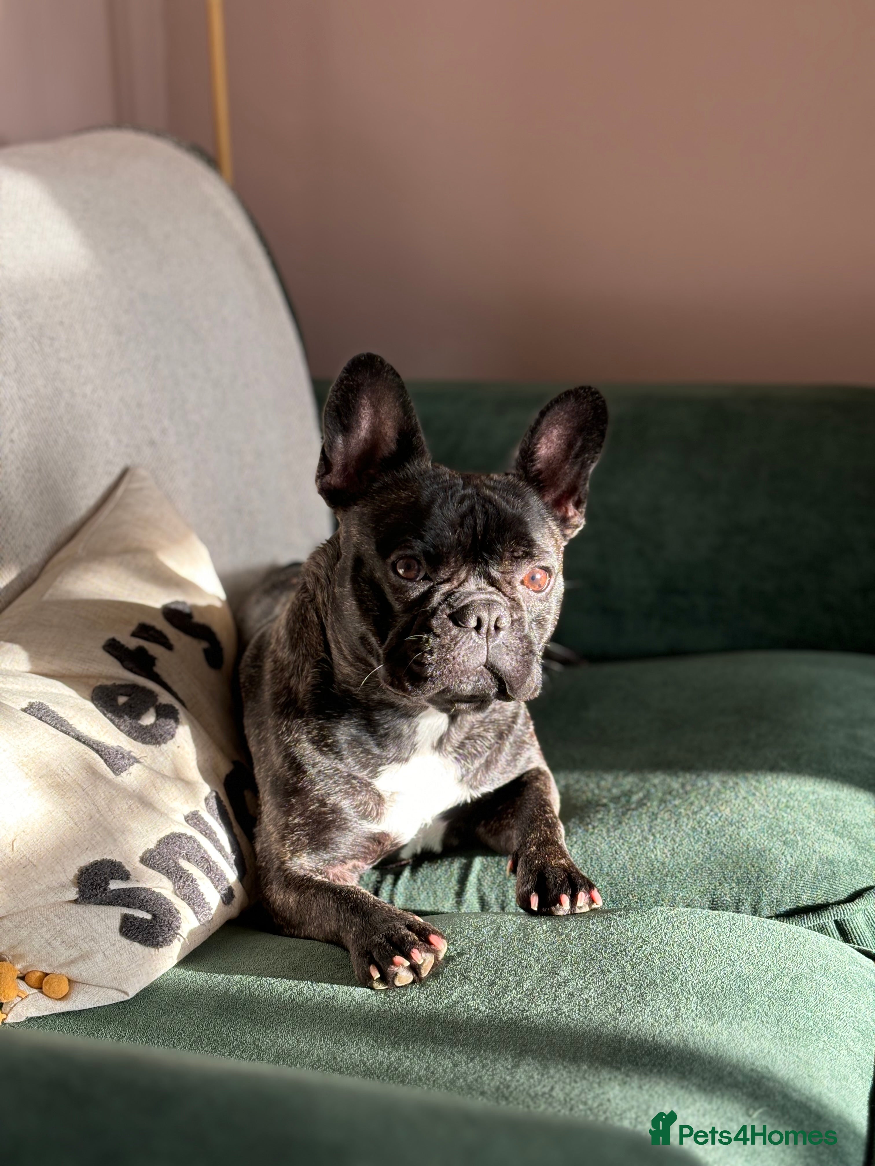 French Bulldog dogs Olive, 3 year old French bulldog  - Advert 6
