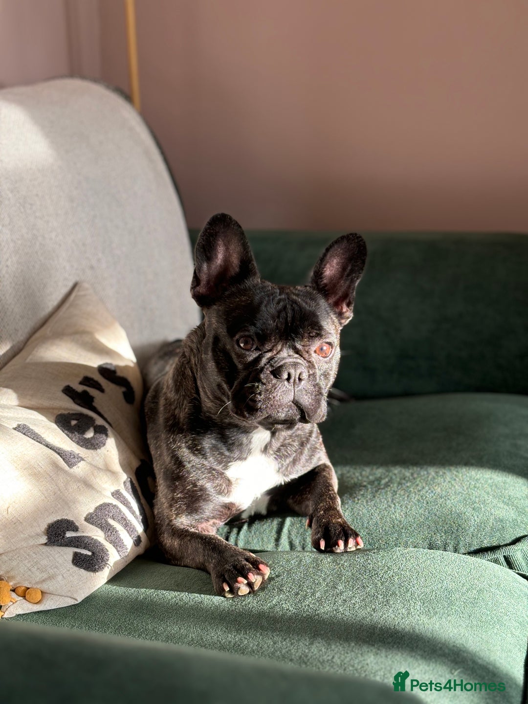 French Bulldog dogs for sale: Olive, 3 year old French bulldog  - Advert 1