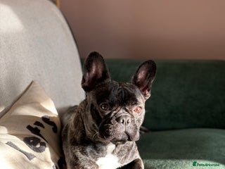 French Bulldog dogs Olive, 3 year old French bulldog - Advert 12