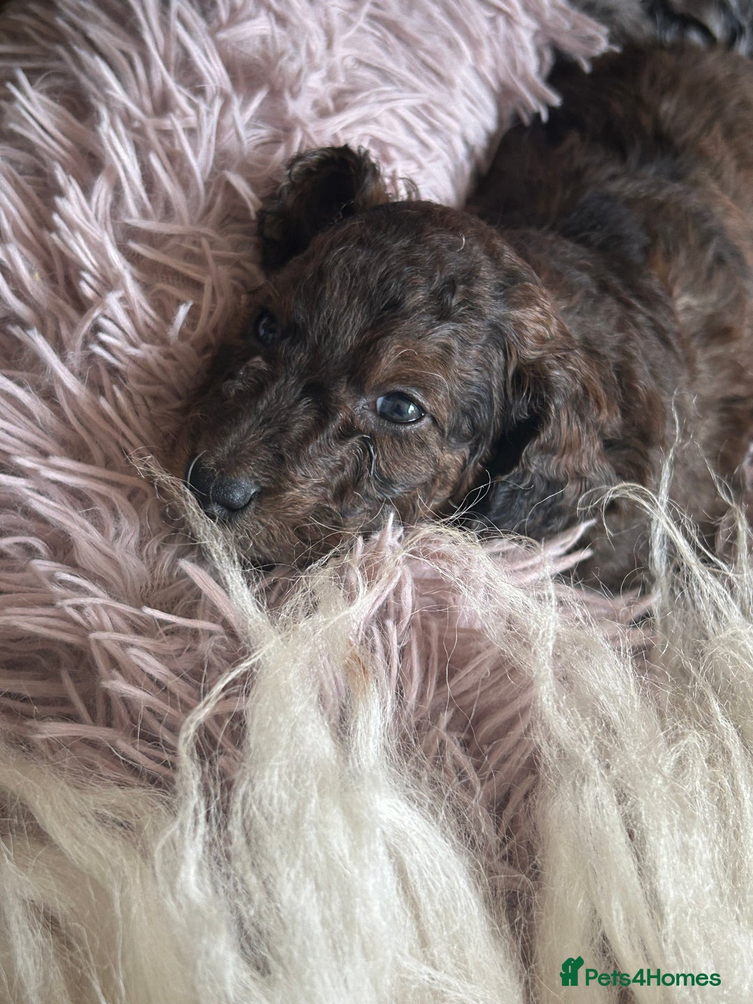 Cockapoo dogs for sale: Fb2 miniature cockapoo - Advert 13