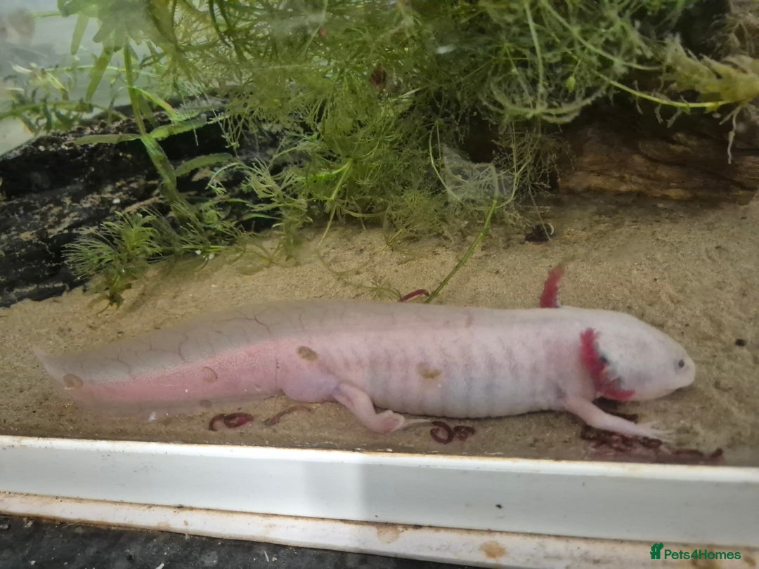 Axolotl reptiles for sale: Male axolotl for rehoming-experienced keeper only - Image 1