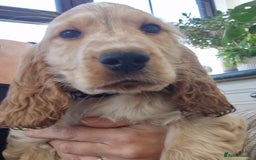 Cocker Spaniel dogs for sale: Pedigree English Show Cocker Spaniel Puppies - Image 5