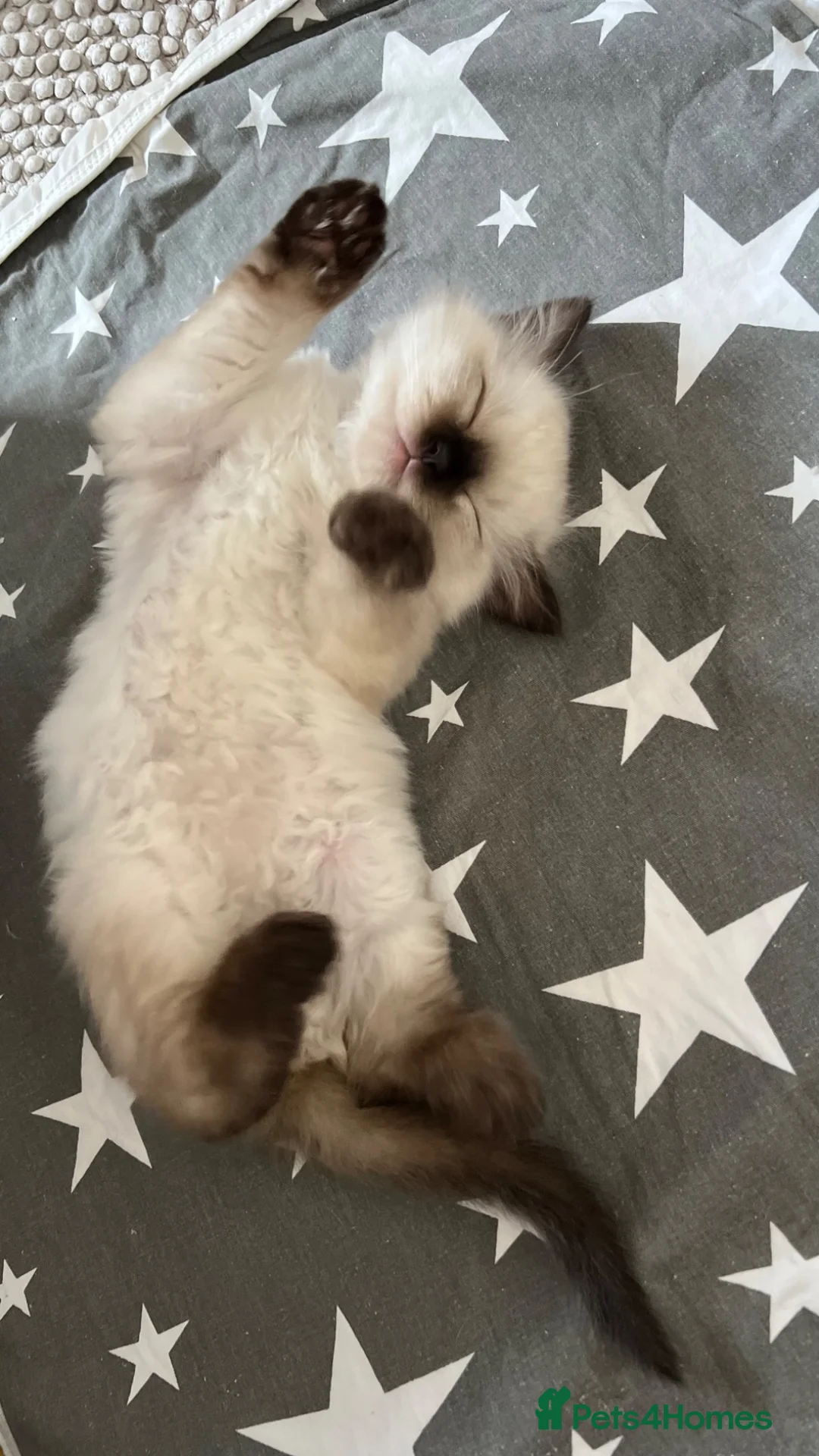 Ragdoll cats for sale: 🏆 Champion Bloodline Pedigree Pure Ragdoll kitten - Advert 1