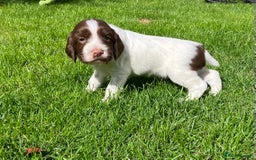 English Springer Spaniel dogs for sale: English Springer Spaniel puppies (2 lovely boys) - Image 12