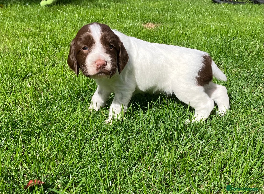 English Springer Spaniel dogs for sale: English Springer Spaniel puppies (2 lovely boys) - Image 12