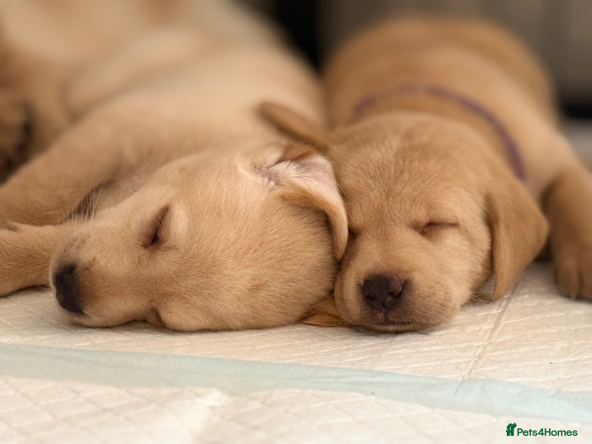 Labrador Retriever dogs Labrador Puppies - 4 Boys & 3 Girls 🐾 - Advert 1