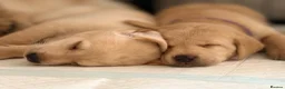 Labrador Retriever dogs for sale: Kennel Club Registered Labrador Puppies 🐾 - Advert 1