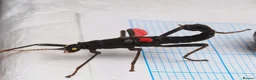 Stick Insects invertebrates for sale: The Black Beauty Stick Insect -Peruphasma schultei in Southampton - Advert 4