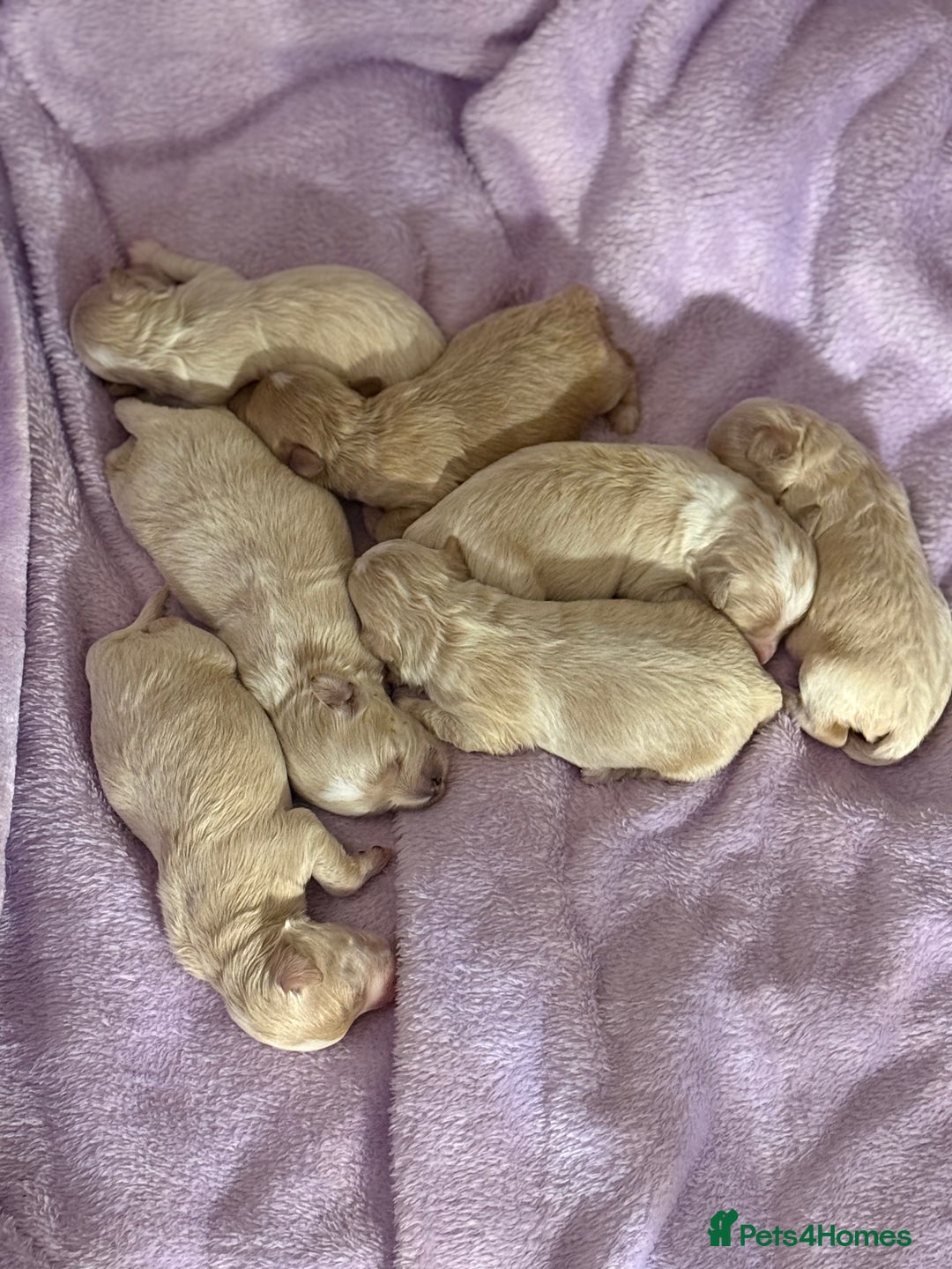 Maltipoo dogs for sale: BEAUTIFUL F1 MALTIPOO PUPPIES  - Image 1