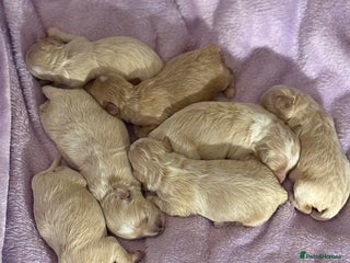 Maltipoo dogs - Advert 5