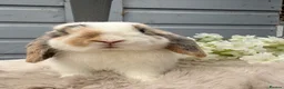 Mini Lop rabbits for sale: Stunning mini lop rabbits - Advert 4