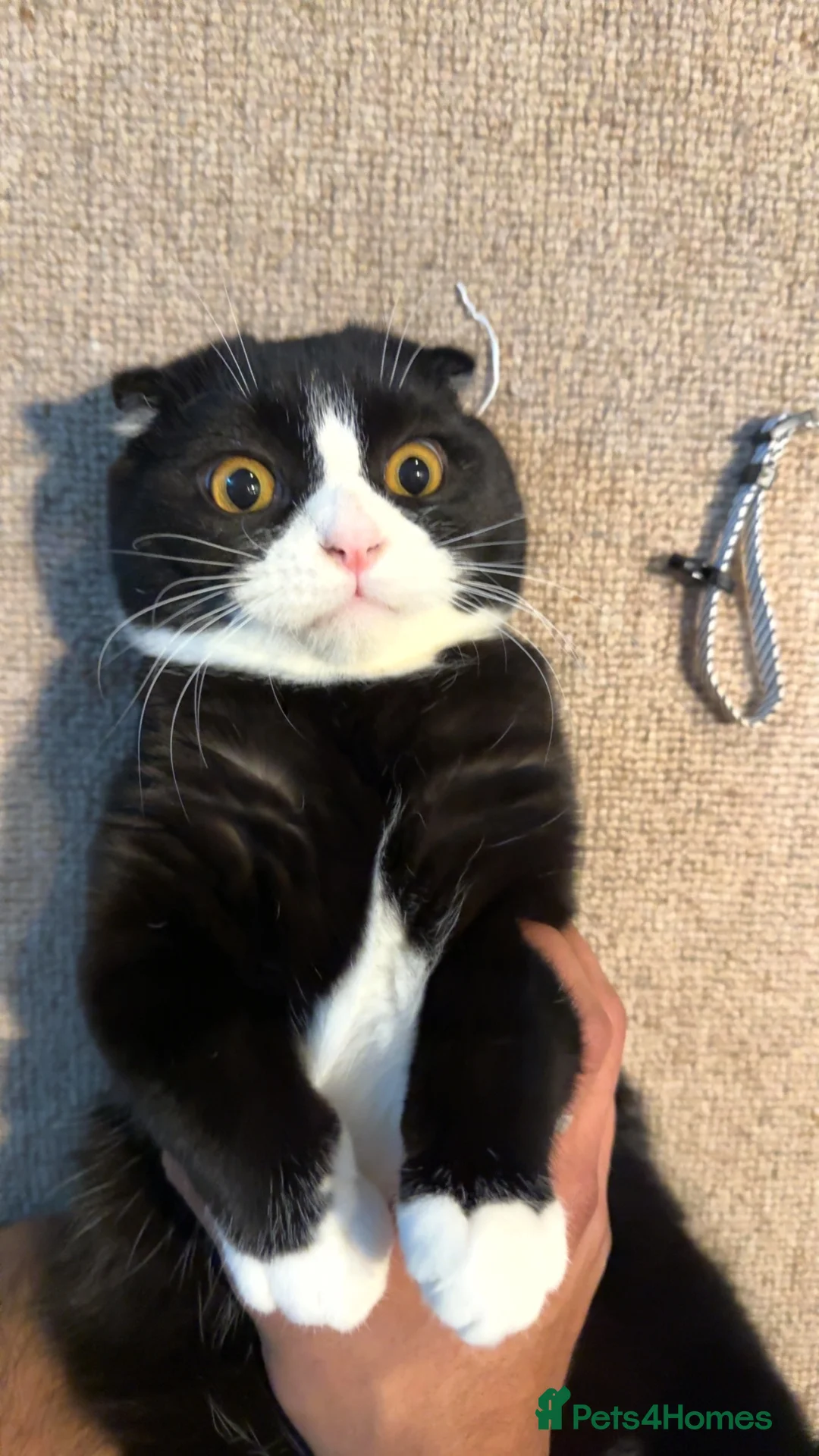 Scottish Fold cats for sale: Mr Pringles  in Brighton - Advert 1