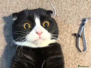 Scottish Fold cats Mr Pringles in Brighton - Advert 11