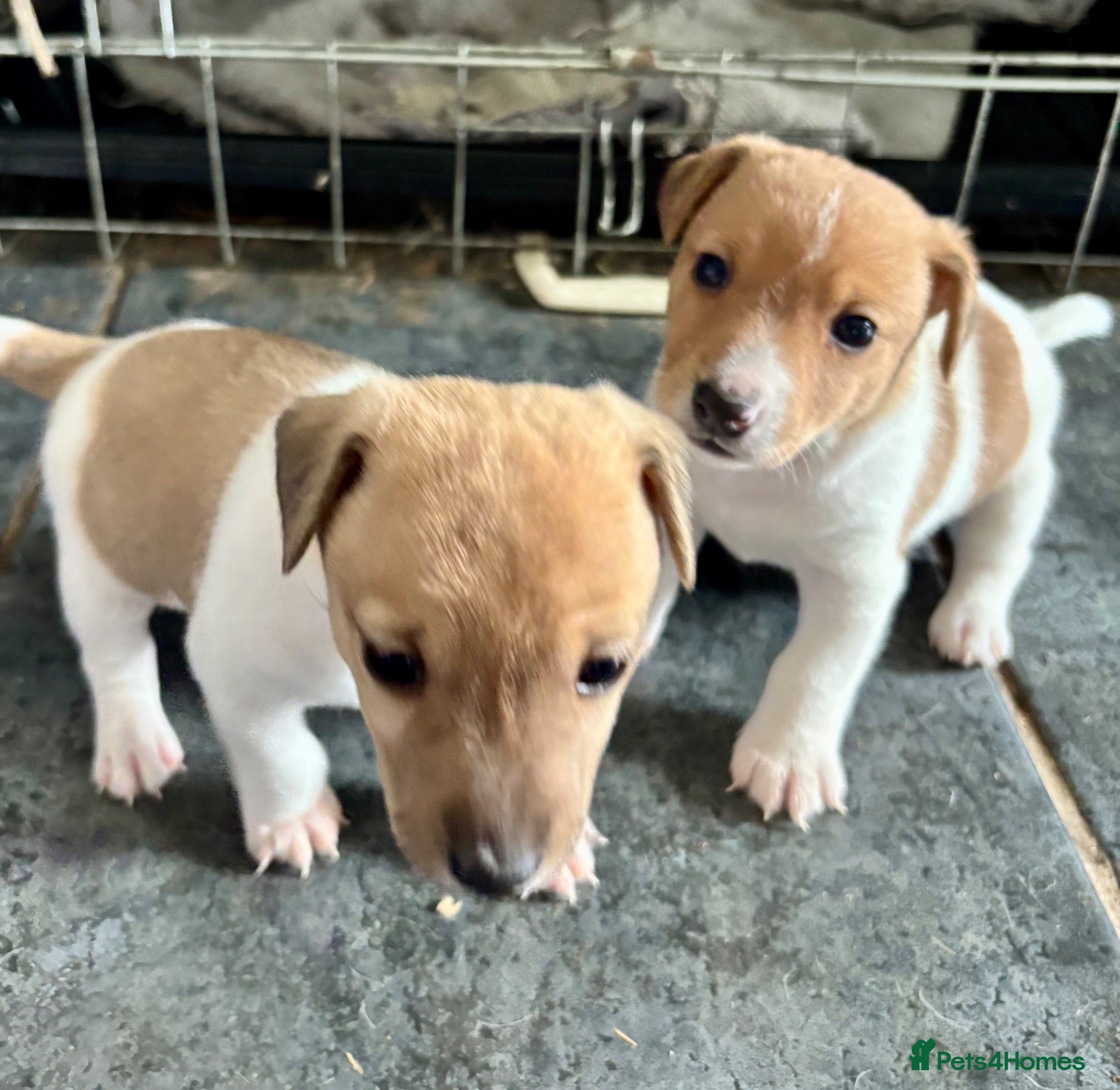 Jack Russell dogs Male Jack Russell Puppies – Ready 15th October - Advert 3