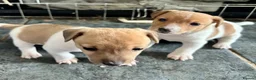 Jack Russell dogs for sale: Male Jack Russell Puppies – Ready 15th October in Caerphilly - Advert 1