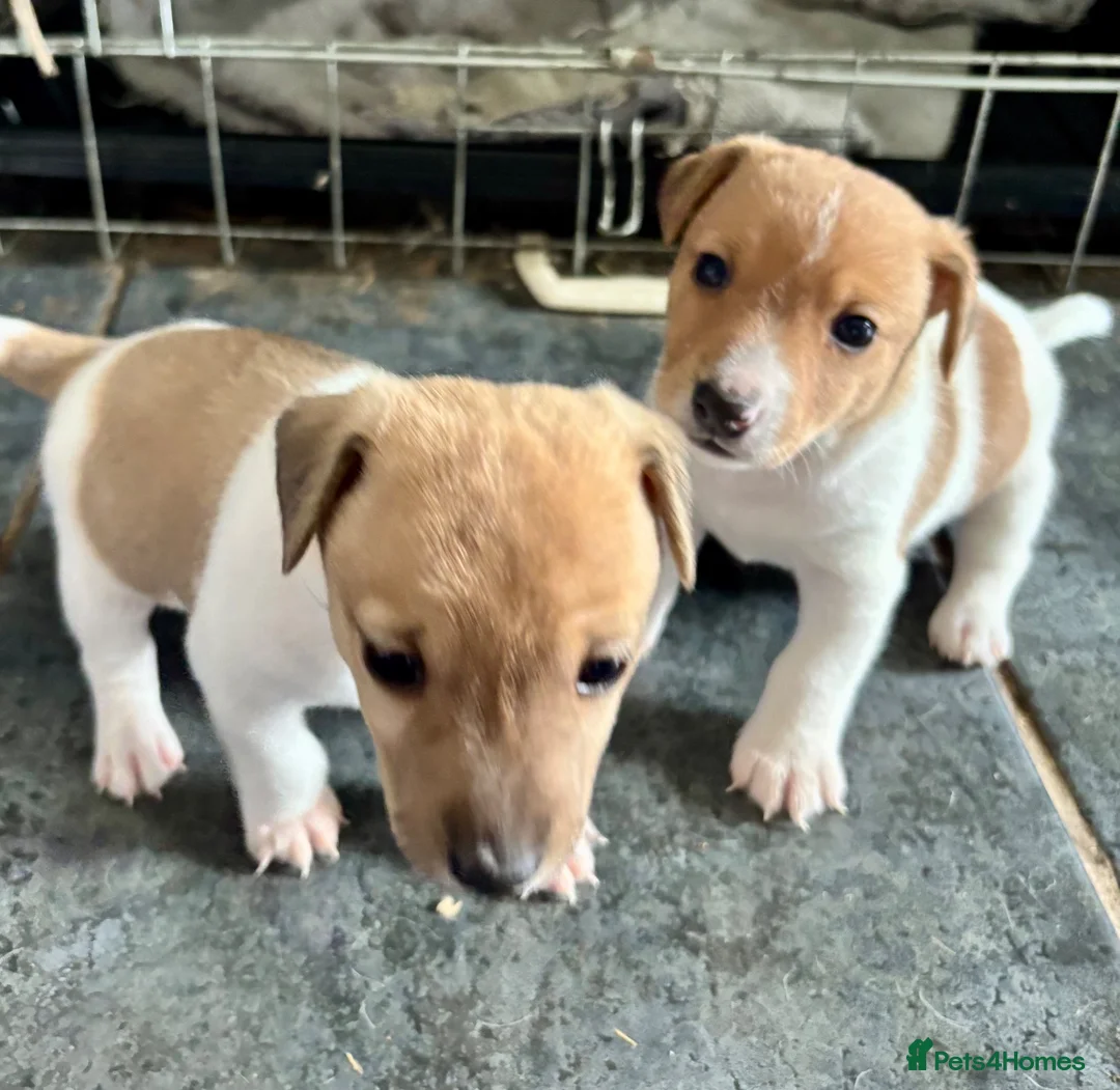 Jack Russell dogs for sale: Male Jack Russell Puppies – Ready 15th October in Caerphilly - Advert 1