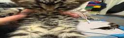 Bengal cats for sale: Rare Pedigree Zorro masked charcoal Bengal Kittens in Orpington - Advert 32