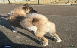 Akita dogs for stud: KUSH  - Image 5