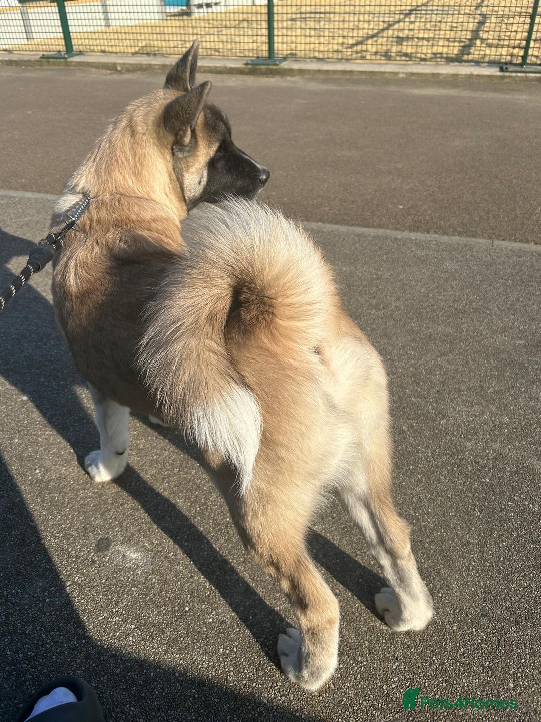 Akita dogs for stud: KUSH  - Image 5