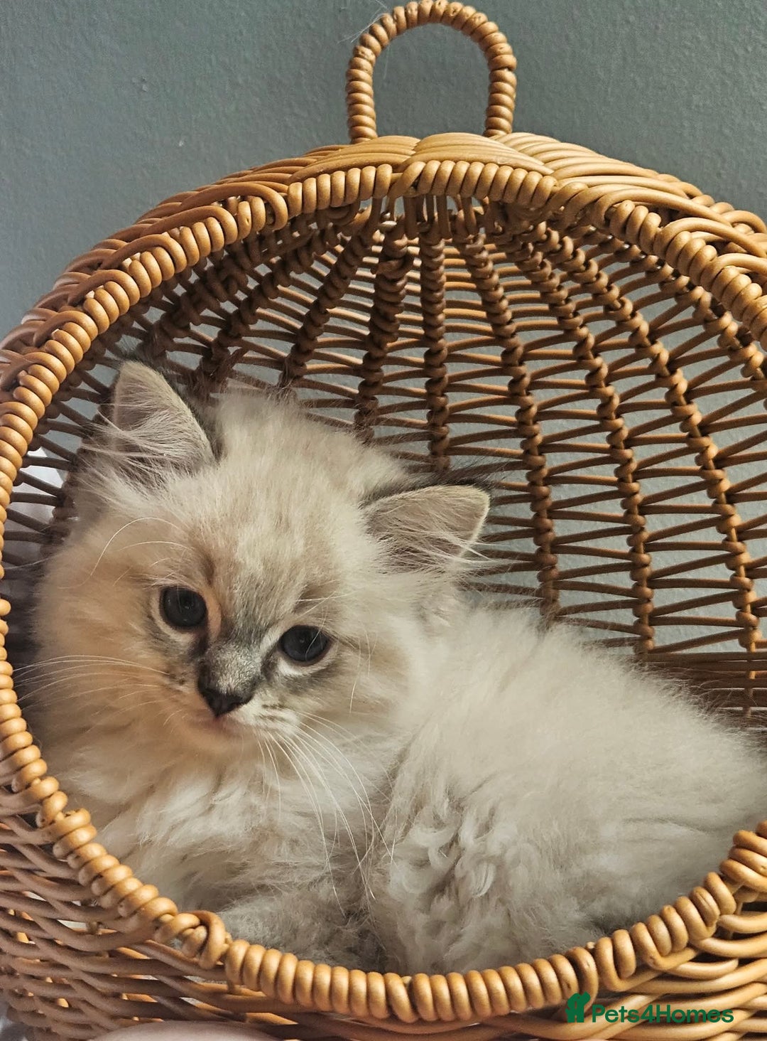 Ragdoll cats for sale: Stunning registered seal tabby ragdoll GC lines - Image 10