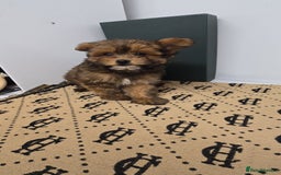 Pomapoo dogs for sale: POCKET SIZED POMAPOOS ~ READY NOW - Image 15