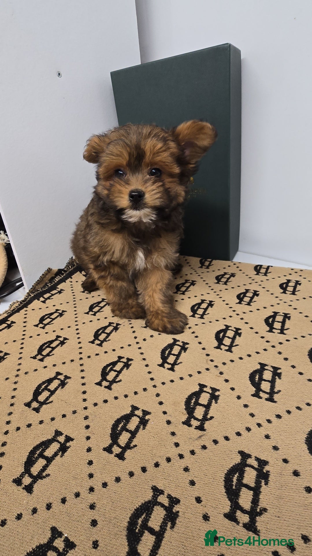 Pomapoo dogs for sale: POCKET SIZED POMAPOOS ~ READY NOW - Image 15