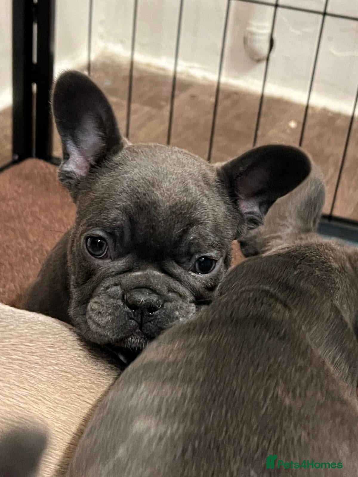 French Bulldog dogs French Bulldog Puppies for sale - Advert 2