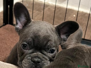 French Bulldog dogs French Bulldog Puppies for sale - Advert 5