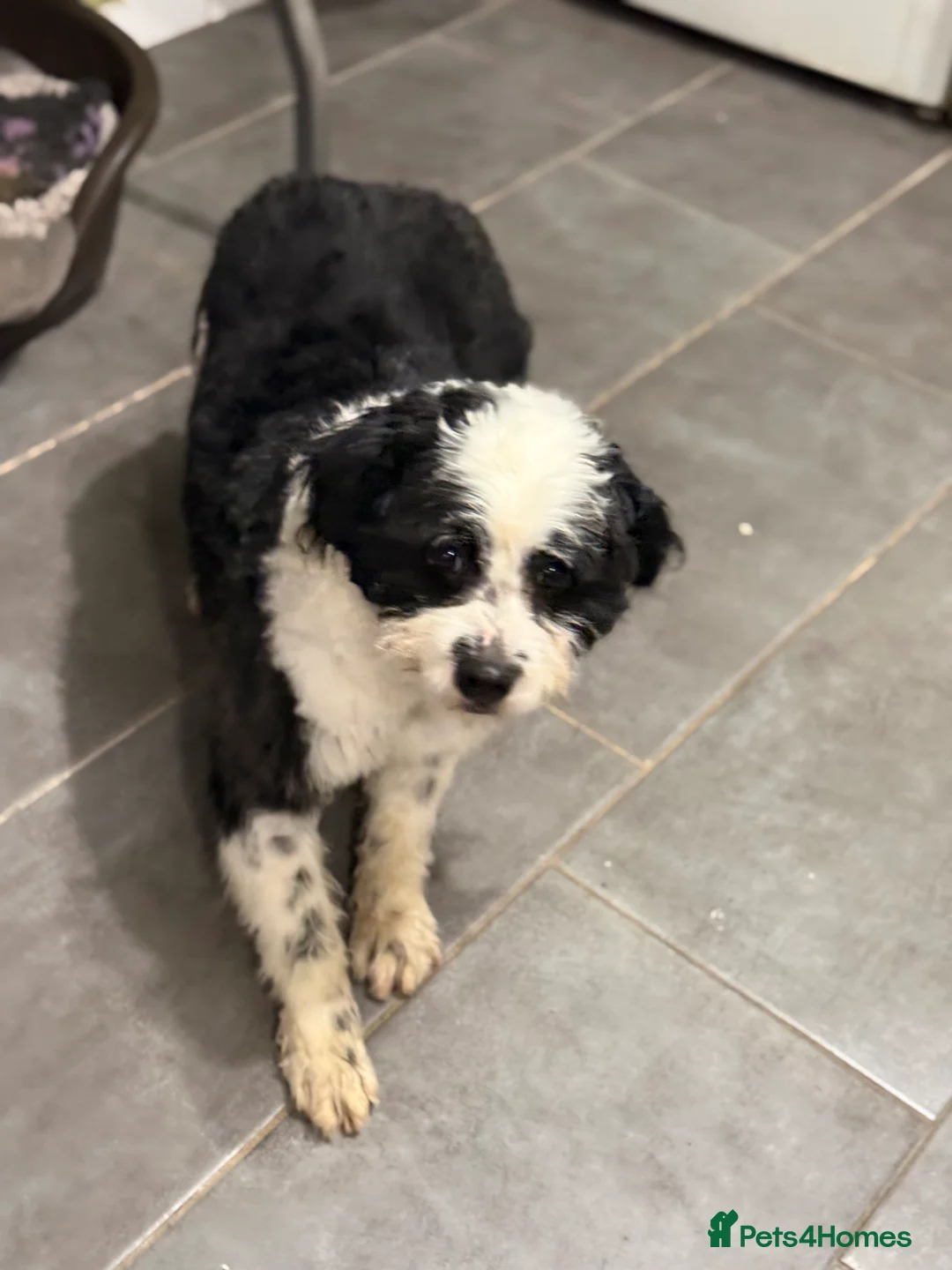 Mixed Breed dogs for adoption: Cute Teddy looking for True Love  - Advert 17