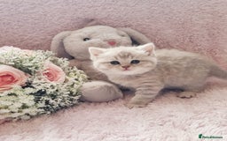 Scottish Fold cats for sale: Stunning TICA Registered Babies in Bolton - Image 28