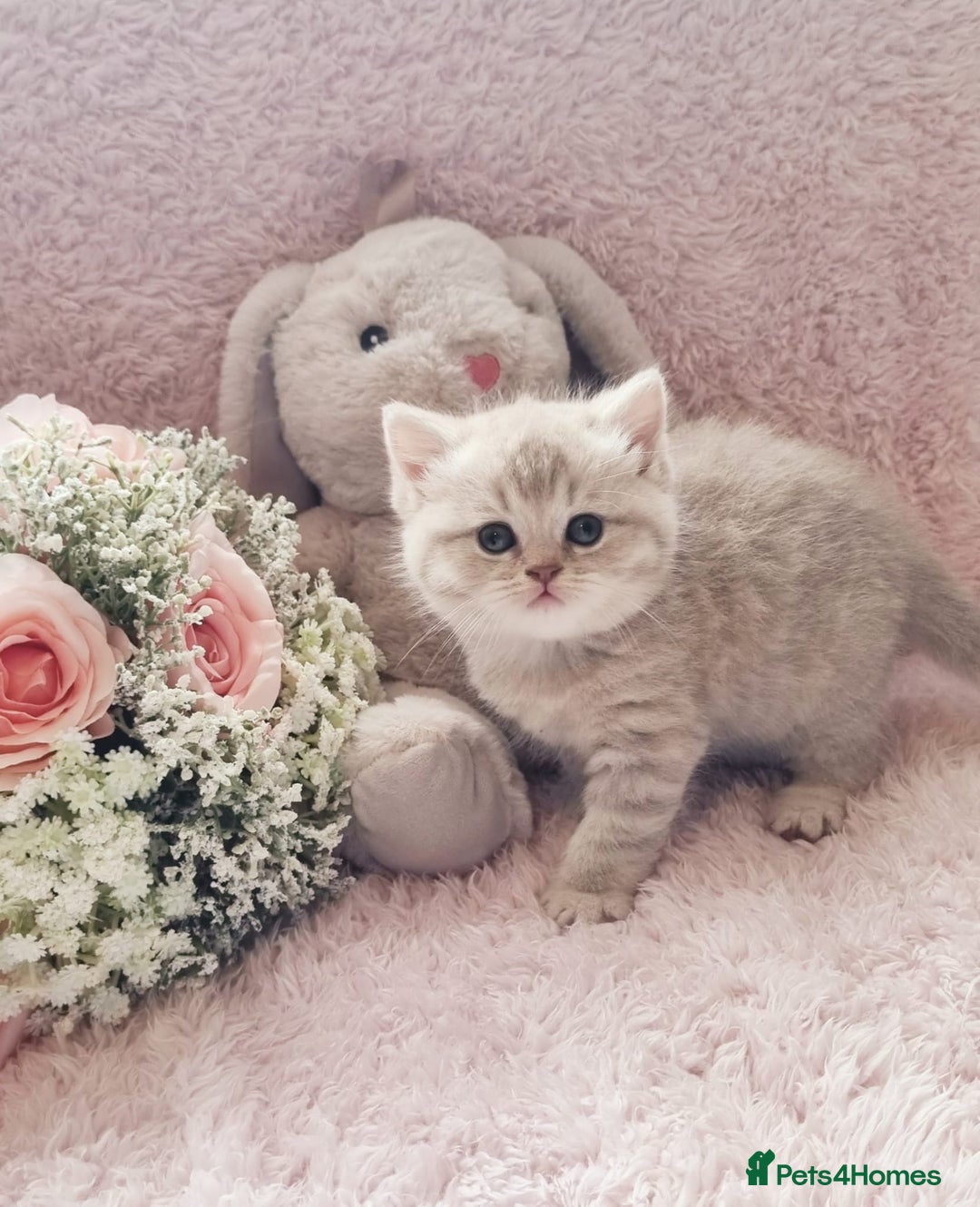 Scottish Fold cats for sale: Stunning TICA Registered Babies in Bolton - Image 28