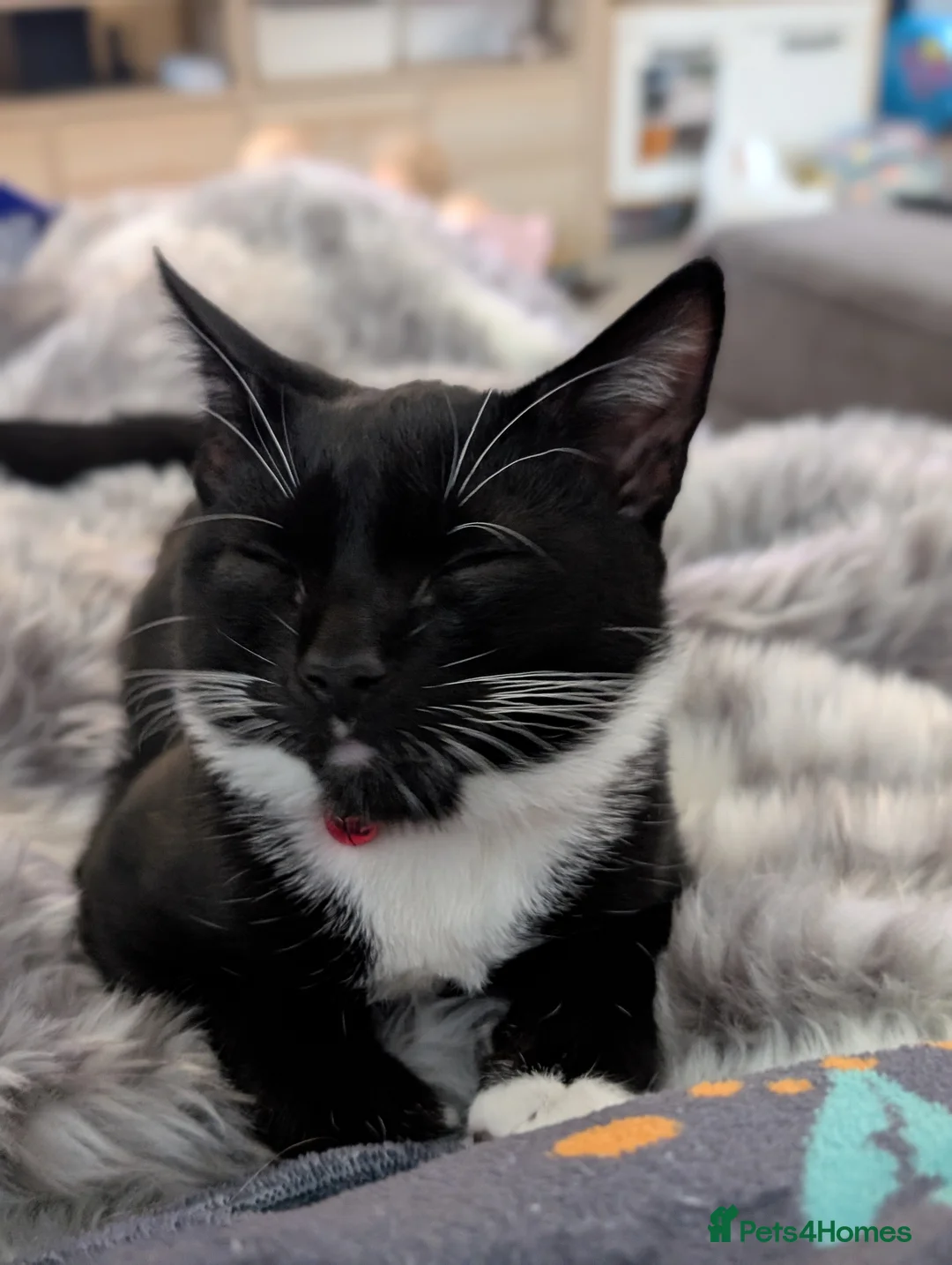 Mixed Breed cats for sale: 2 x Male 7 month old Kittens - Advert 5