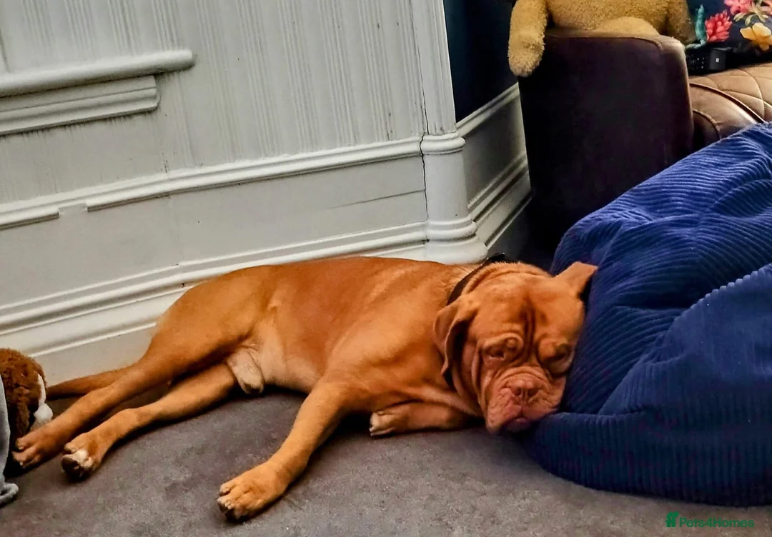 Dogue De Bordeaux dogs for sale: Dogue de Bordeaux - Advert 2