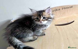 Siberian cats for sale: Beautiful purebred Siberian kittens-Hypoallergenic - Image 35