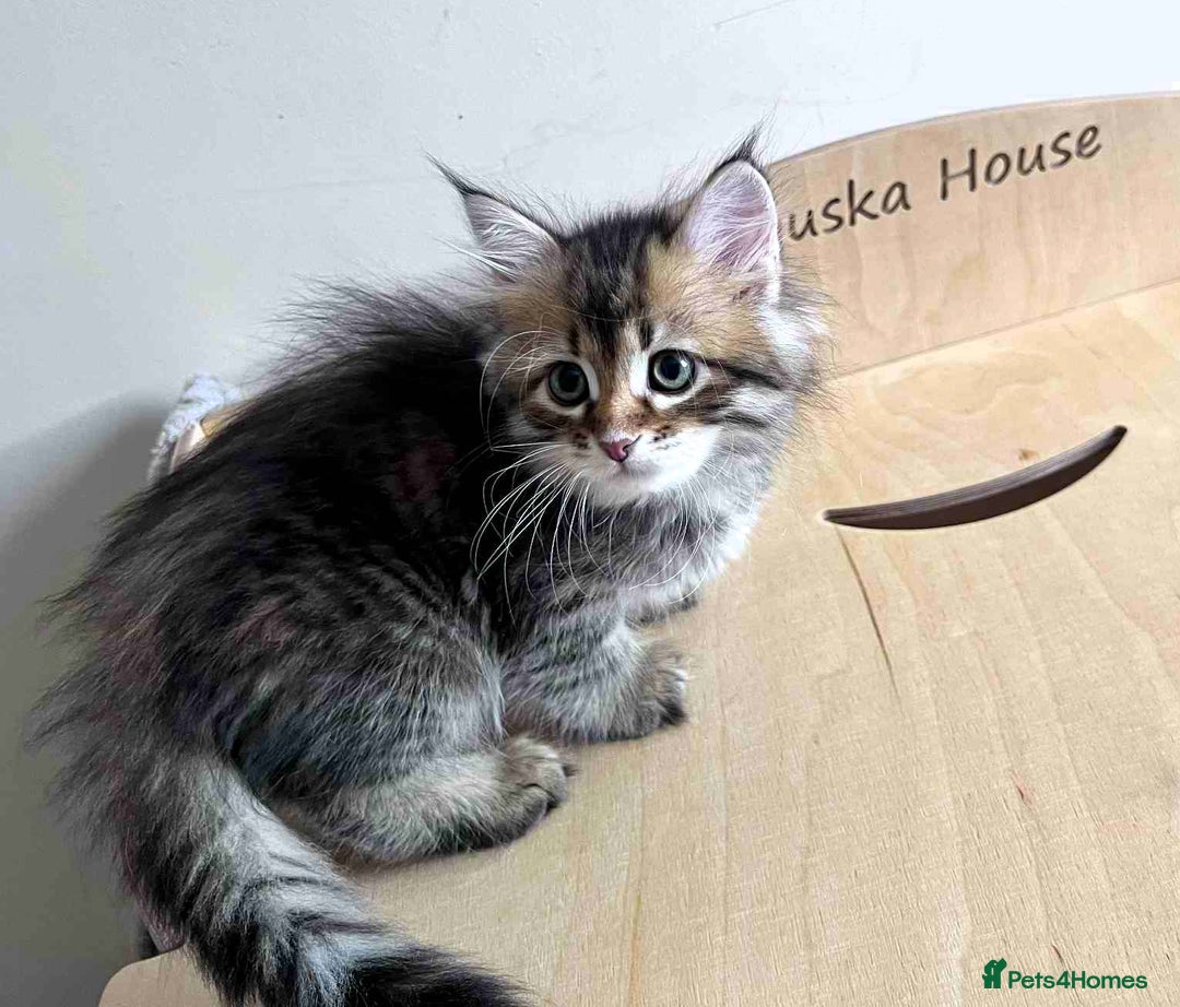 Siberian cats for sale: Beautiful purebred Siberian kittens-Hypoallergenic - Image 35