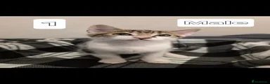 Mixed Breed Kitten 1
