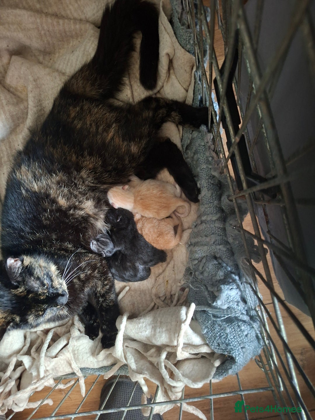 British Shorthair cats for sale: Gorgeous kitten - Image 2