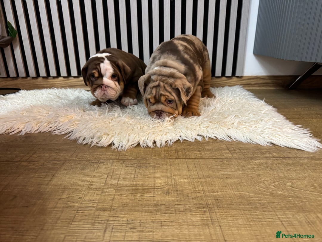English Bulldog dogs for sale: Our girls looking for a warm sofa and full love ❤️ - Advert 3