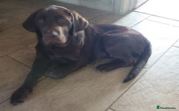Labrador Retriever dogs for sale: Chocolate Labrador older girl - Image 6