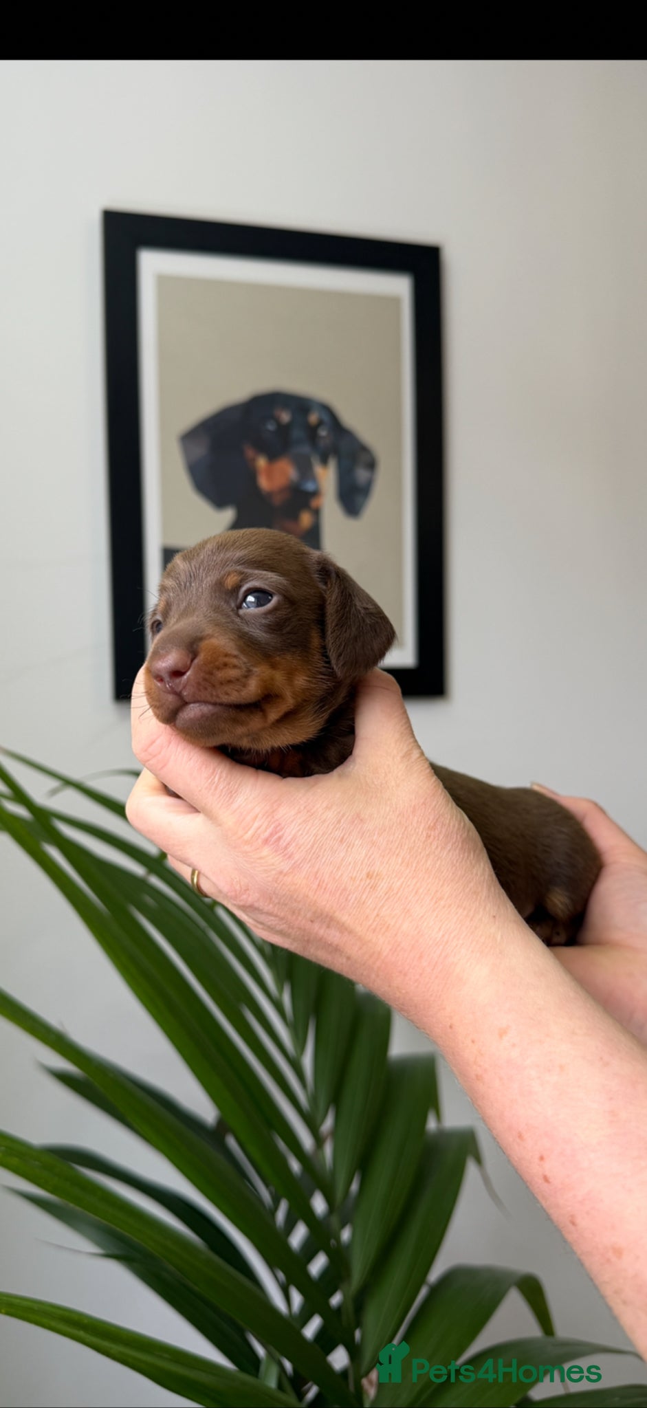 Miniature Dachshund dogs Exceptional Litter Of Smooth Haired Mini Dachshund - Advert 2