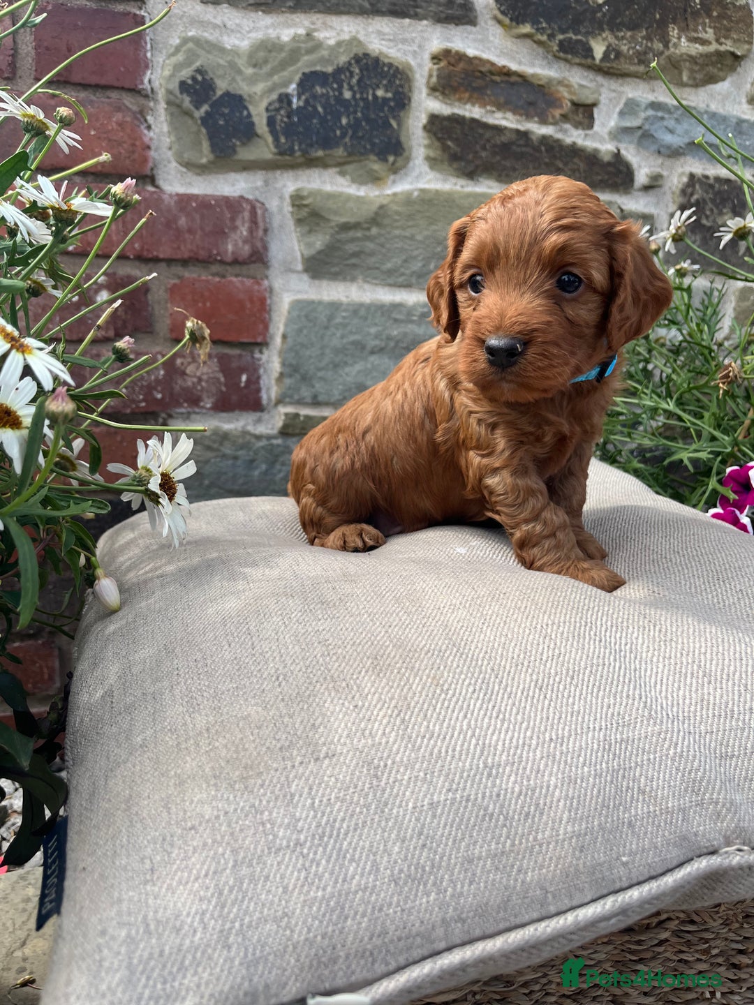 Cockapoo dogs for sale: Beautiful Toy F1 Cockapoo Puppies for sale - Image 13