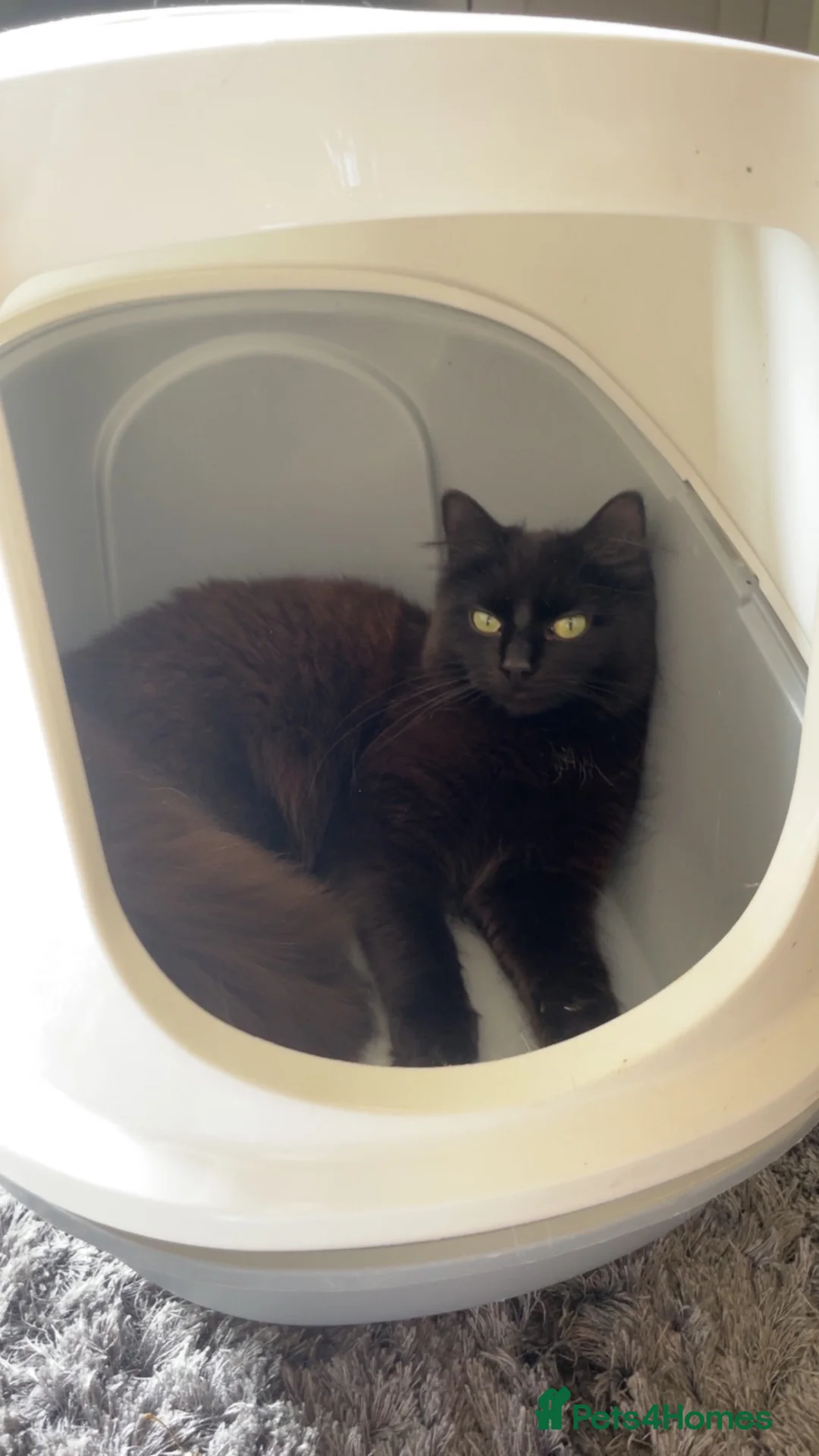 Domestic Shorthair cats for sale: Longhair black cat - Advert 2