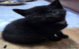 British Shorthair cats for sale: Adorable Fluffy 5x Shorthair Kittens *urgent sale - Image 3